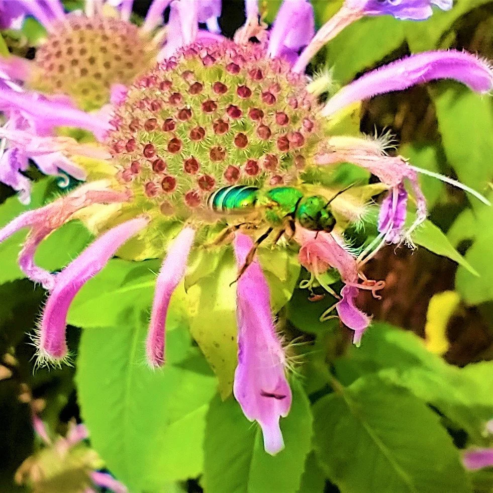 Monarda fistulosa - Wild Bergamot (NC Ecotype) — Bug Lovers Native